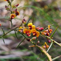 Daviesia ulicifolia subsp. ulicifolia (Gorse Bitter-pea) at Bungonia, NSW - 1 Oct 2024 by MatthewFrawley