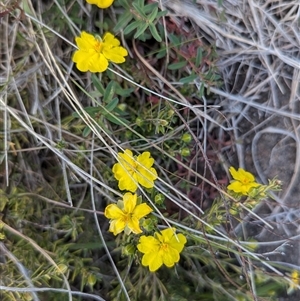 Hibbertia calycina at Kambah, ACT - 1 Oct 2024 03:45 PM