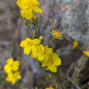 Hibbertia calycina at Kambah, ACT - 1 Oct 2024 03:45 PM