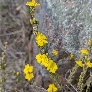 Hibbertia calycina at Kambah, ACT - 1 Oct 2024 03:45 PM