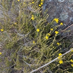 Hibbertia calycina at Kambah, ACT - 1 Oct 2024 03:45 PM