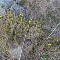 Hibbertia calycina at Kambah, ACT - 1 Oct 2024 03:45 PM