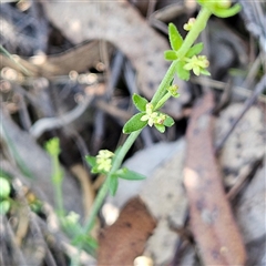 Galium gaudichaudii subsp. gaudichaudii (Rough Bedstraw) at Bungonia, NSW - 1 Oct 2024 by MatthewFrawley