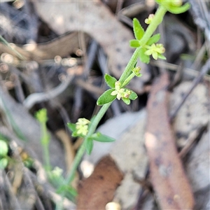 Galium gaudichaudii subsp. gaudichaudii at Bungonia, NSW - 1 Oct 2024 11:26 AM