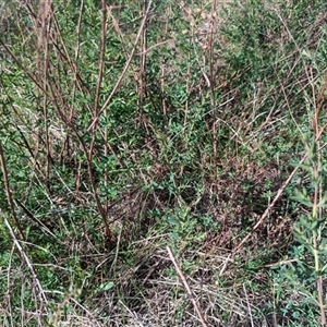 Hypericum perforatum at Kambah, ACT - 1 Oct 2024 03:39 PM