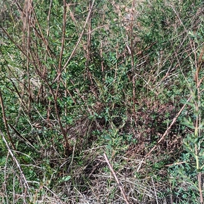 Hypericum perforatum (St John's Wort) at Kambah, ACT - 1 Oct 2024 by HelenCross