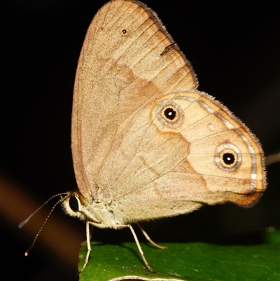 Hypocysta metirius at Sheldon, QLD - 1 Oct 2024 by PJH123