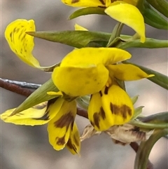 Diuris nigromontana (Black Mountain Leopard Orchid) at Aranda, ACT - 30 Sep 2024 by Clarel