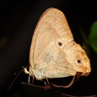 Hypocysta metirius at Sheldon, QLD - 1 Oct 2024 by PJH123