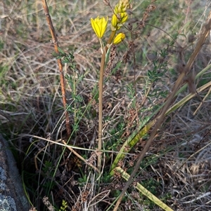 Bulbine bulbosa at Kambah, ACT - 1 Oct 2024 03:40 PM