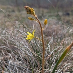 Bulbine bulbosa at Kambah, ACT - 1 Oct 2024