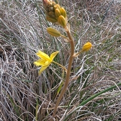 Bulbine bulbosa at Kambah, ACT - 1 Oct 2024