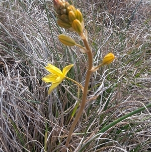 Bulbine bulbosa at Kambah, ACT - 1 Oct 2024