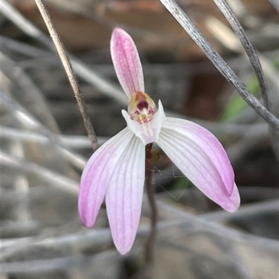 Caladenia fuscata (Dusky Fingers) at Bruce, ACT - 30 Sep 2024 by Clarel