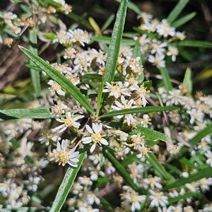 Olearia viscidula at Bungonia, NSW - 1 Oct 2024 11:32 AM