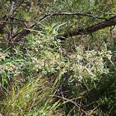 Olearia viscidula at Bungonia, NSW - 1 Oct 2024 11:32 AM