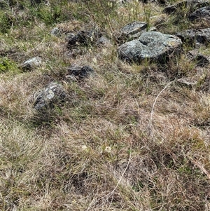 Stackhousia monogyna at Kambah, ACT - 1 Oct 2024