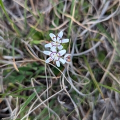 Wurmbea dioica subsp. dioica (Early Nancy) at Kambah, ACT - 1 Oct 2024 by HelenCross