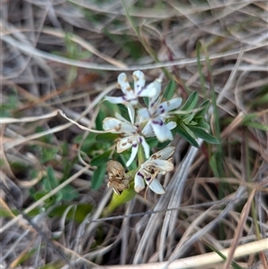 Wurmbea dioica subsp. dioica at Kambah, ACT - 1 Oct 2024