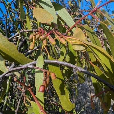 Amyema miquelii (Box Mistletoe) at Kambah, ACT - 1 Oct 2024 by HelenCross