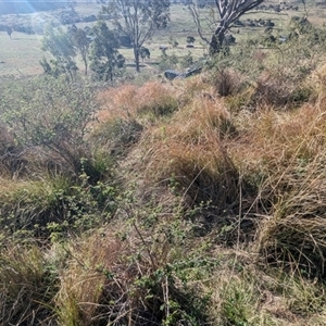 Carex appressa at Kambah, ACT - 1 Oct 2024 04:03 PM