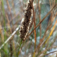 Carex appressa at Kambah, ACT - 1 Oct 2024 04:03 PM