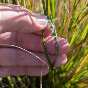 Carex appressa at Kambah, ACT - 1 Oct 2024 04:03 PM