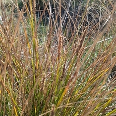 Carex appressa at Kambah, ACT - 1 Oct 2024 04:03 PM