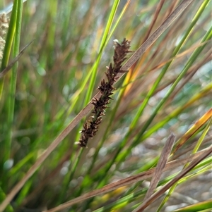 Carex appressa at Kambah, ACT - 1 Oct 2024 04:03 PM