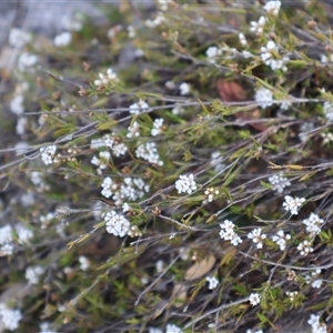 Leucopogon virgatus at Bruce, ACT - 30 Sep 2024