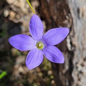 Wahlenbergia stricta subsp. stricta at Bungonia, NSW - 1 Oct 2024