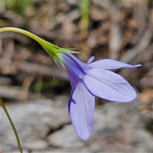 Wahlenbergia stricta subsp. stricta at Bungonia, NSW - 1 Oct 2024