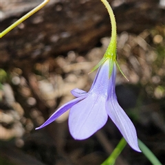 Wahlenbergia stricta subsp. stricta at Bungonia, NSW - 1 Oct 2024