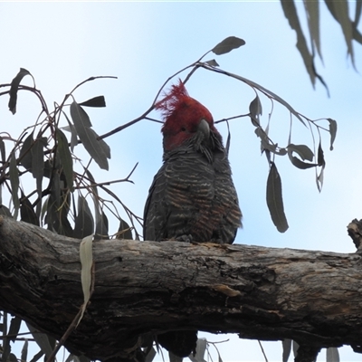 Callocephalon fimbriatum (Gang-gang Cockatoo) at Booth, ACT - 30 Sep 2024 by HelenCross