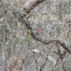 Callocephalon fimbriatum at Booth, ACT - 30 Sep 2024