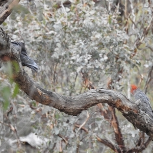 Callocephalon fimbriatum at Booth, ACT - 30 Sep 2024