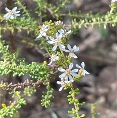 Olearia microphylla (Olearia) at Bruce, ACT - 30 Sep 2024 by Clarel