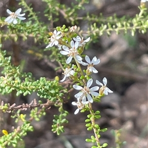 Olearia microphylla at Bruce, ACT - 30 Sep 2024 03:30 PM