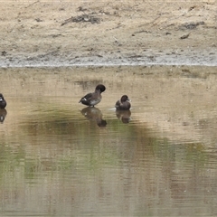 Aythya australis (Hardhead) at Kambah, ACT - 30 Sep 2024 by HelenCross