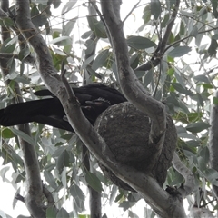 Corcorax melanorhamphos (White-winged Chough) at Kambah, ACT - 30 Sep 2024 by HelenCross