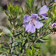 Westringia eremicola (Slender Western Rosemary) at Bungonia, NSW - 1 Oct 2024 by MatthewFrawley