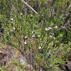 Westringia eremicola at Bungonia, NSW - 1 Oct 2024 11:40 AM