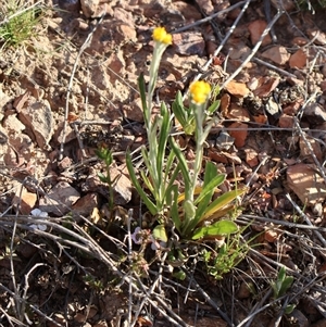 Chrysocephalum apiculatum at O'Connor, ACT - 30 Sep 2024