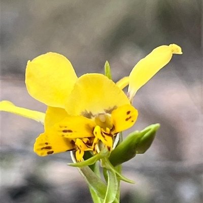 Diuris nigromontana (Black Mountain Leopard Orchid) at Bruce, ACT - 30 Sep 2024 by Clarel