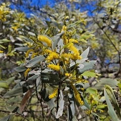 Acacia binervia (Coastal Myall, Kai'arrewan) at Bungonia, NSW - 1 Oct 2024 by MatthewFrawley