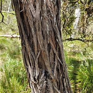 Acacia binervia at Bungonia, NSW - 1 Oct 2024