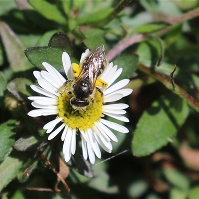 Lasioglossum (Chilalictus) sp. (genus & subgenus) (Halictid bee) at Greenway, ACT - 1 Oct 2024 by RodDeb