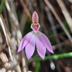 Caladenia carnea (Pink Fingers) at Bungonia, NSW - 1 Oct 2024 by MatthewFrawley