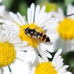 Syrphini (tribe) (Unidentified syrphine hover fly) at Greenway, ACT - 1 Oct 2024 by RodDeb