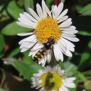 Syrphini sp. (tribe) at Greenway, ACT - 1 Oct 2024